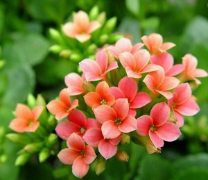 长寿花的养殖方法